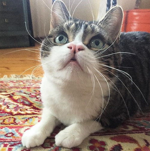 ch cat with cleft lip