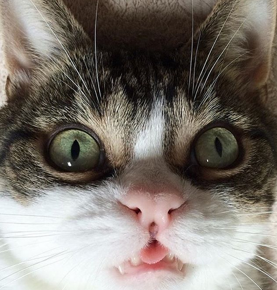 Meet The Adorable Wobbly Cat With A Cleft Lip Who Proves It’s Not Okay