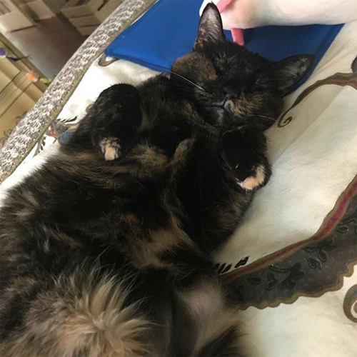 blind tortoiseshell cat