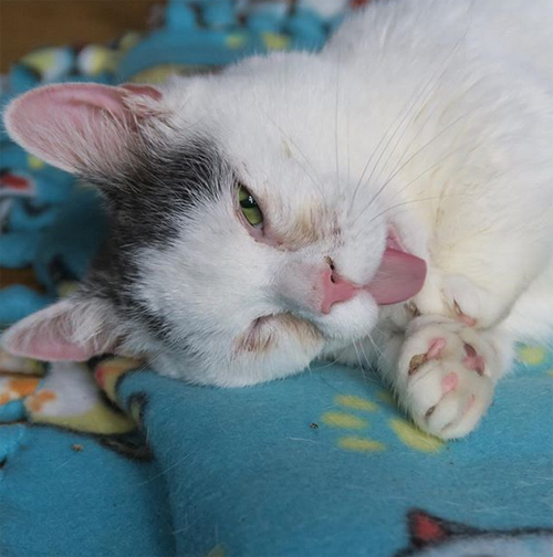 Meet The Tiny Blind Munchkin Cat Who Is Three Years Old But Weighs Just ...