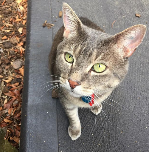 tripod cat three legged