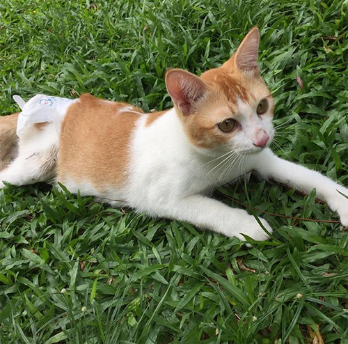 meet-the-adorable-cat-with-hind-leg-paralysis-who-was-a-kitten-living