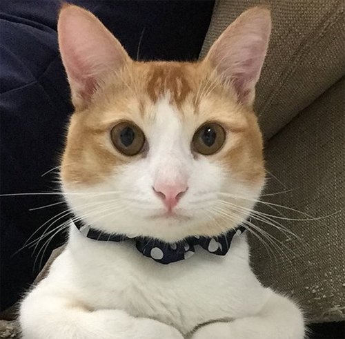cat rear leg paralysis