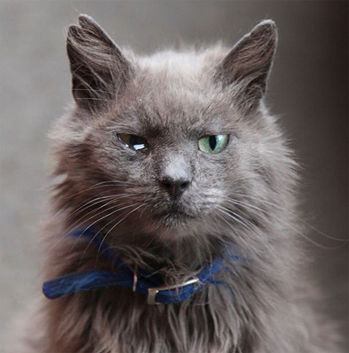 earless one eyed senior cat