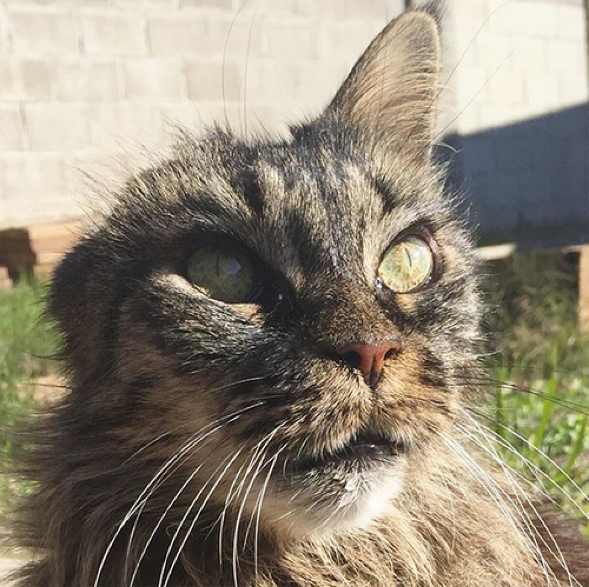 palpebral agenesia in cat pharmacological treatment chart