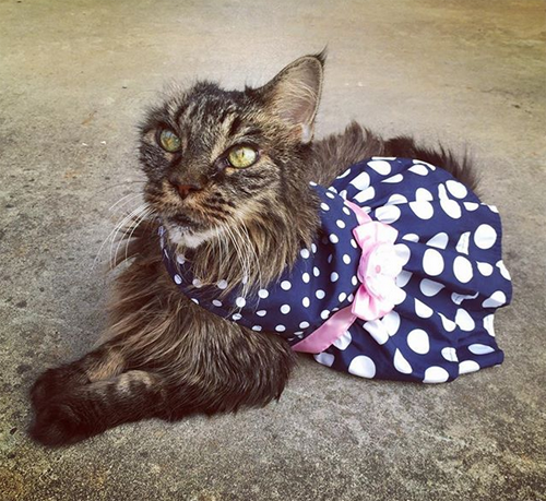 one eared senior cat inoperable brain tumor