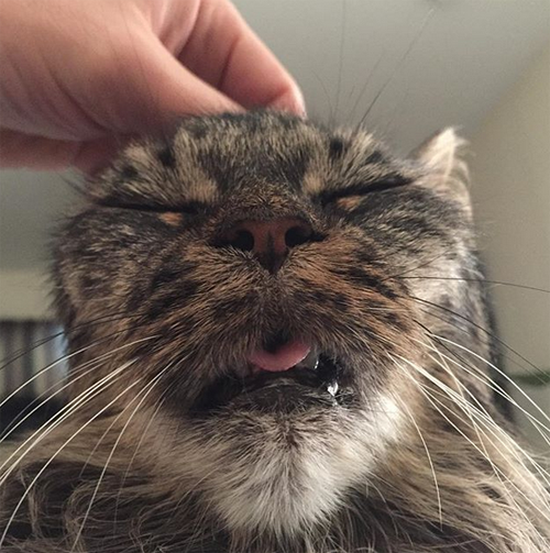 one eared senior cat inoperable brain tumor
