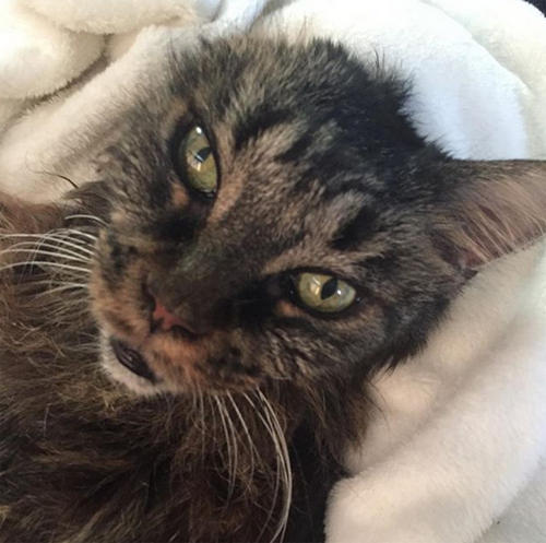 one eared senior cat inoperable brain tumor