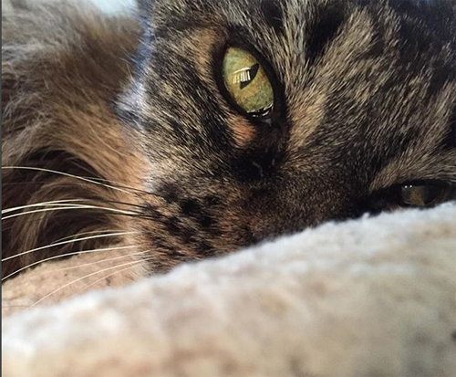 one eared senior cat inoperable brain tumor
