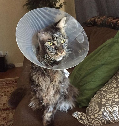 one eared senior cat inoperable brain tumor
