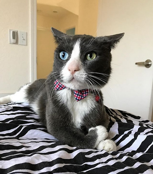 Meet The One Of A Kind Cat Who Has Cerebellar Hypoplasia, Radial