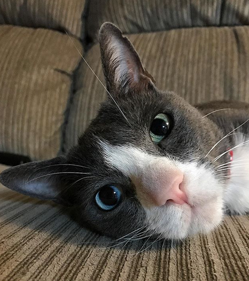 cerebellar hypoplasia ch radial hypoplasia rh cat