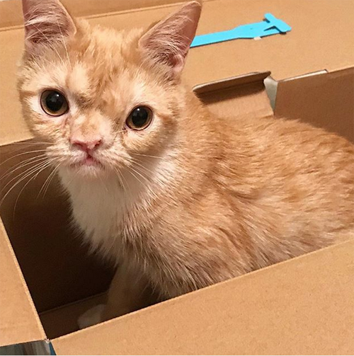 smush chromosomal abnormality cat