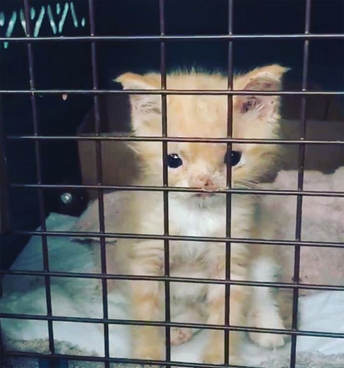 smush chromosomal abnormality cat