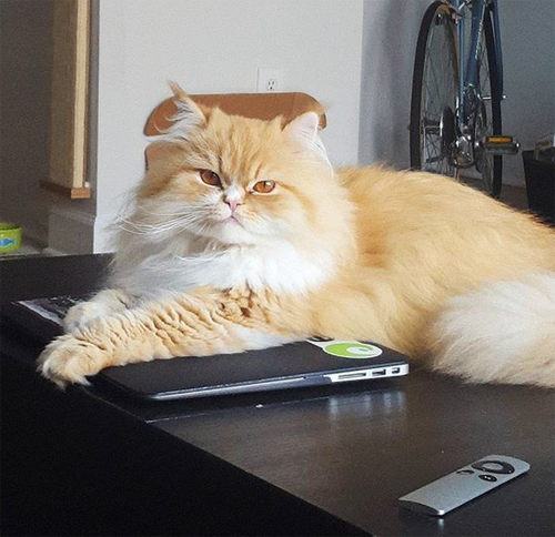 ginger persian rescue cat