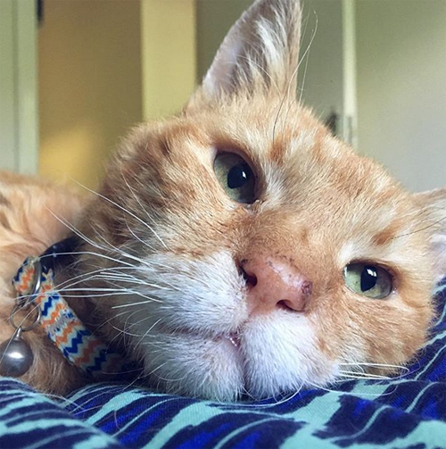 Meet The Epileptic Senior Cat Who Found A Loving Home After He Was ...