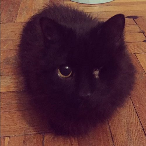 fluffy munchkin cat