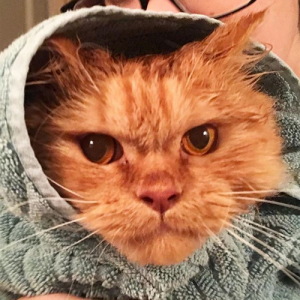 Meet The Adorable Cat Who Was Discovered On The Streets Of Dubai ...