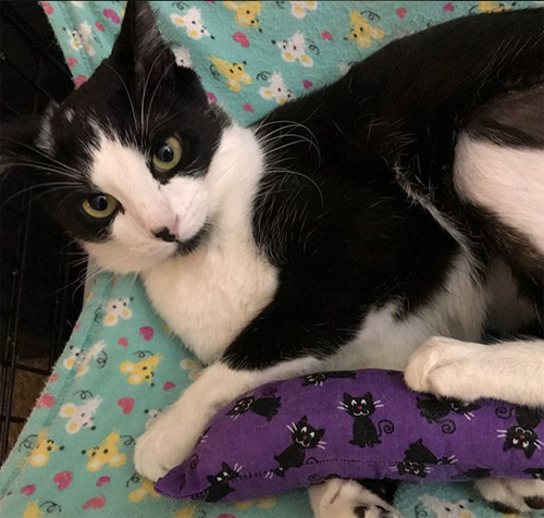 Meet The Adorable Diaper Cat Who Was Rescued From Suspected Abuse ...