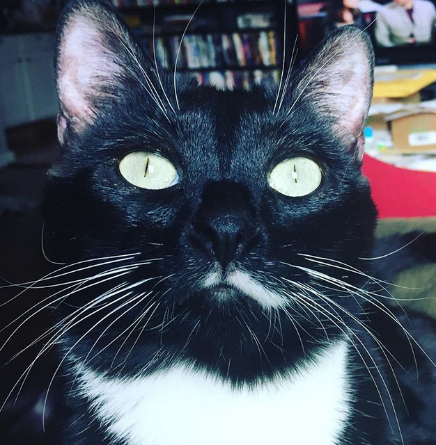 Meet The Handsome “Kangaroo” Cat Who Found The Purrfect Forever Home After Waiting Nearly Two