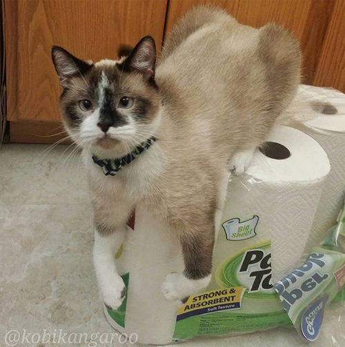 rh radial hypoplasia siamese cat