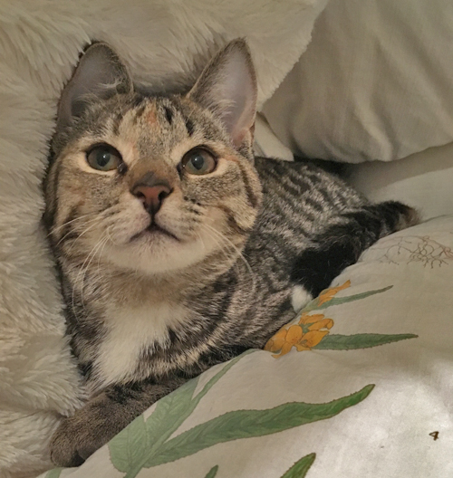 ch cerebellar hypoplasia kitten