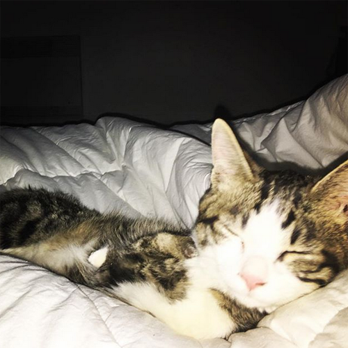 Meet The Adorable Two-legged Kitten Who Was Rescued From The Streets Of ...