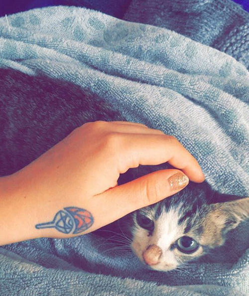 two legged kitten cat