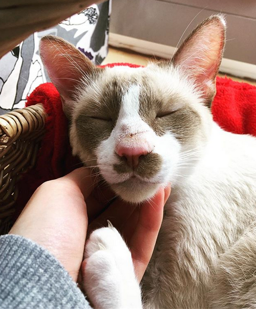 Meet The Stunning Cerebellar Hypoplasia Cat Who Went From Being A Sick