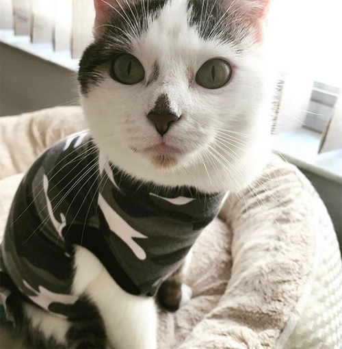 Meet Pixie, The Adorable Cat With Hind Leg Paralysis Who Wants To Scoot ...