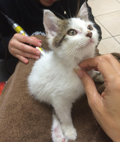 Meet Pixie, The Adorable Cat With Hind Leg Paralysis Who ...