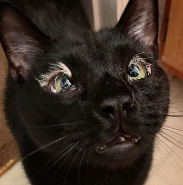 meet-the-handsome-cat-who-was-born-without-eyelids-and-found-the