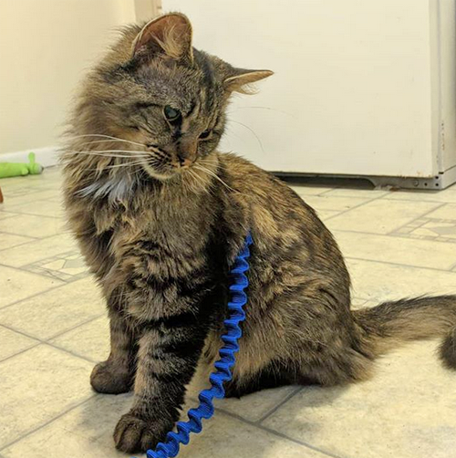 Meet The Handsome Blind And Deaf Cat Who Doesn T Know His Best Friend Is A Dog Meow As Fluff