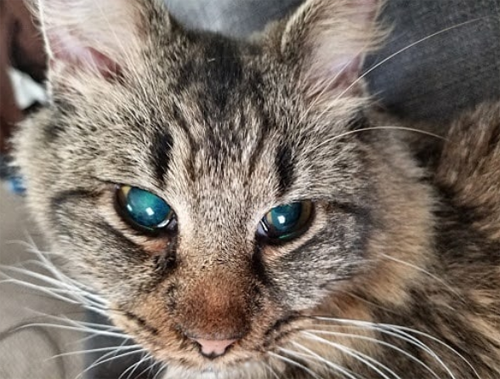 Meet The Handsome Blind And Deaf Cat Who Doesn’t Know His Best Friend ...