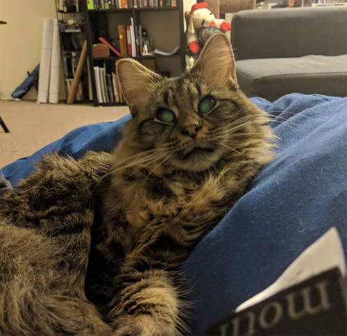 Meet The Handsome Blind And Deaf Cat Who Doesn T Know His Best Friend Is A Dog Meow As Fluff