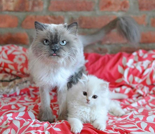 white persian cerebellar hypoplasia ch cat
