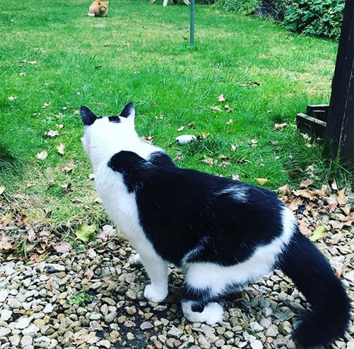 Meet The Handsome Cat With Twisted Back Legs Who Found A Family That ...