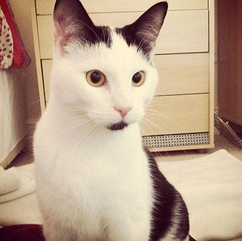 cat twisted back legs