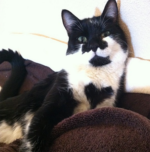 severe cerebellar hypoplasia ch cat