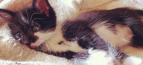 Meet The Adorable Cat With Severe Cerebellar Hypoplasia Who Has A Happy