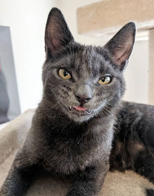 Meet The Adorable Kitten With An Overbite Who Made An Incredible 