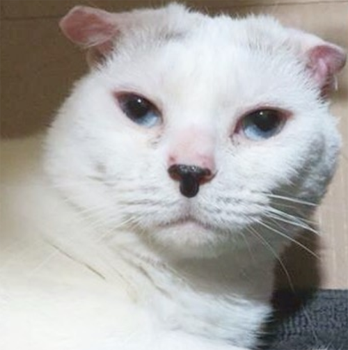 Meet The Stunning Earless Senior Cat Who Is The Purrfect Emotional ...