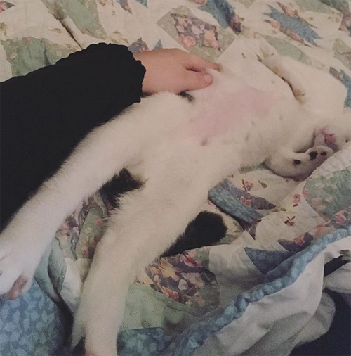 radial hypoplasia rh cat