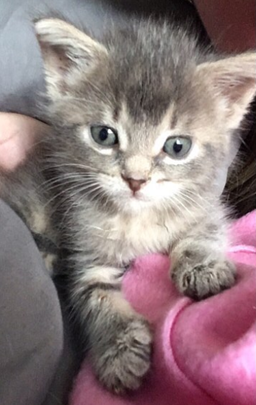 Meet The Adorable Kitten With Twisted Hind Legs Who Found The Purrfect ...