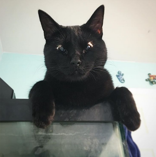 black cat eyelid agenesis