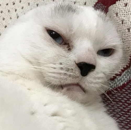 Meet The Stunning Earless Senior Cat Who Is The Purrfect Emotional ...