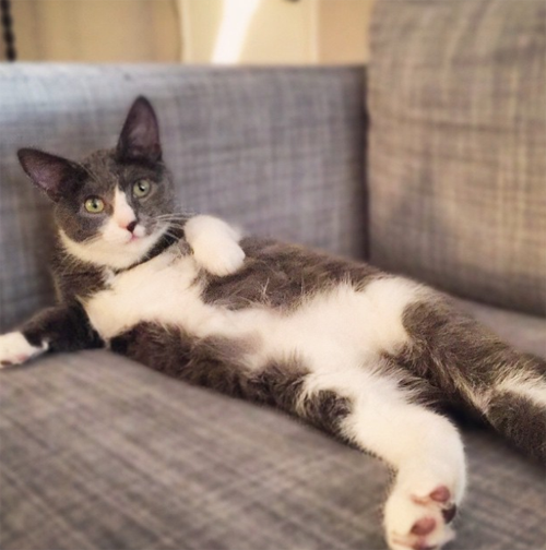 deaf cat