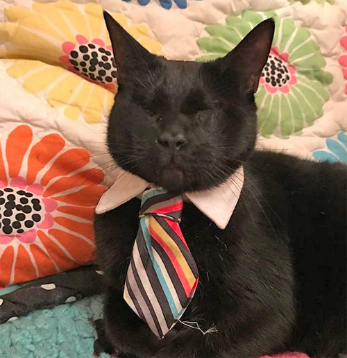 Meet The Handsome Cat Who When Went From Being A Blind Homeless Kitty ...