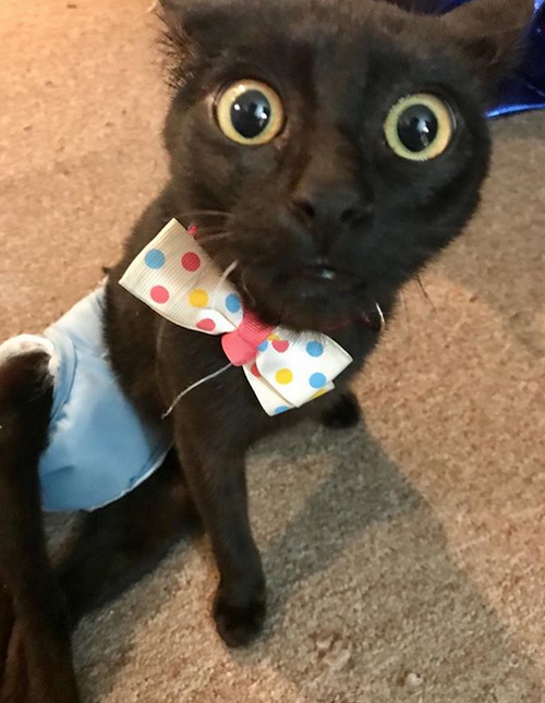 black cat with hind leg paralysis