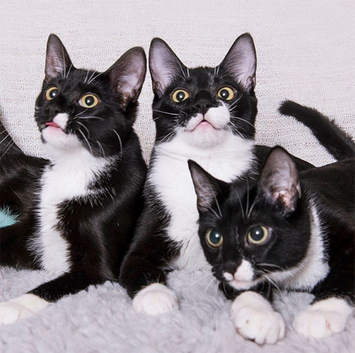 ch cerebellar hypoplasia tuxedo cats